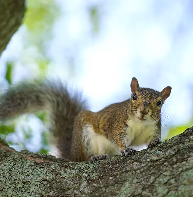 Why Ypsilanti, MI Relies on Ypsilanti Pest Control Pro for Squirrel Pest Control?