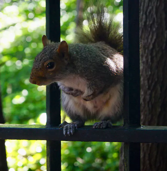 Why Ypsilanti, MI Chooses Ypsilanti Pest Control Pro for Squirrel Removal?