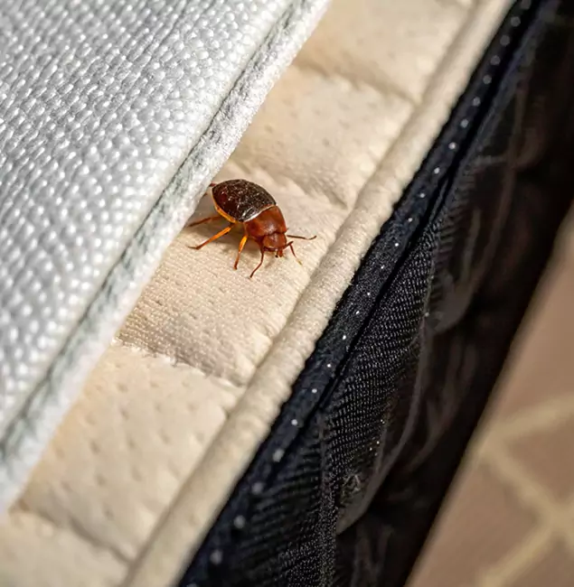 Why Ypsilanti Homeowners Trust Ypsilanti Pest Control Pro for Tick Treatment?