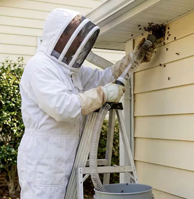 Why Ypsilanti Trusts Ypsilanti Pest Control Pro for Wasp Control?