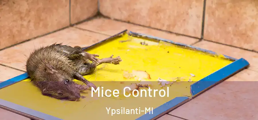  Mice Control Ypsilanti-MI