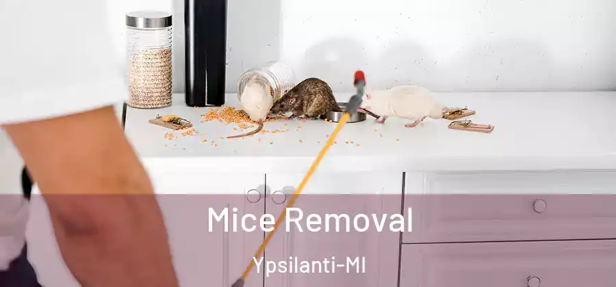  Mice Removal Ypsilanti-MI