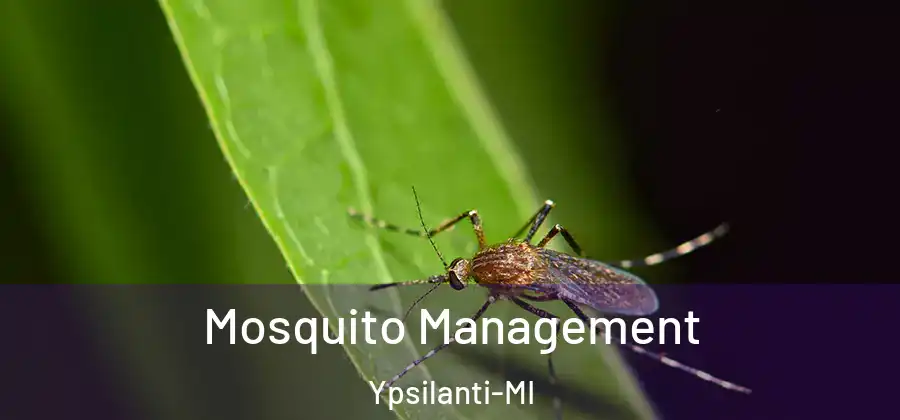  Mosquito Management Ypsilanti-MI