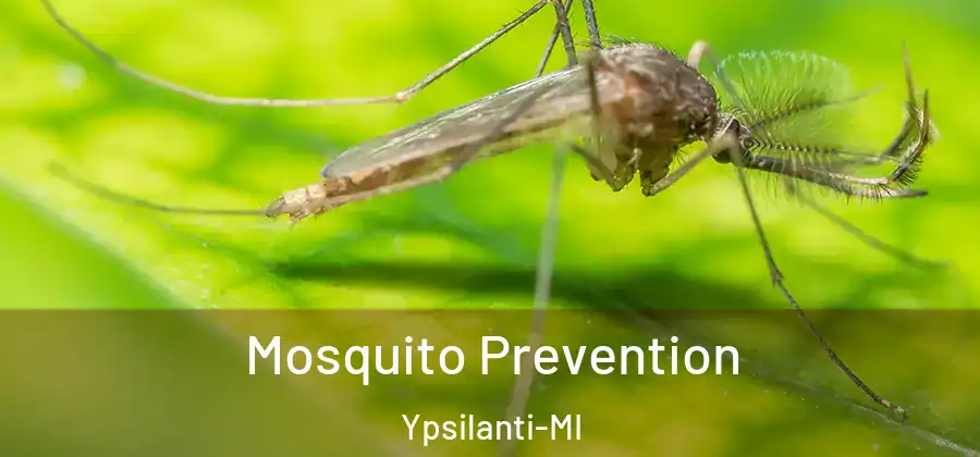  Mosquito Prevention Ypsilanti-MI