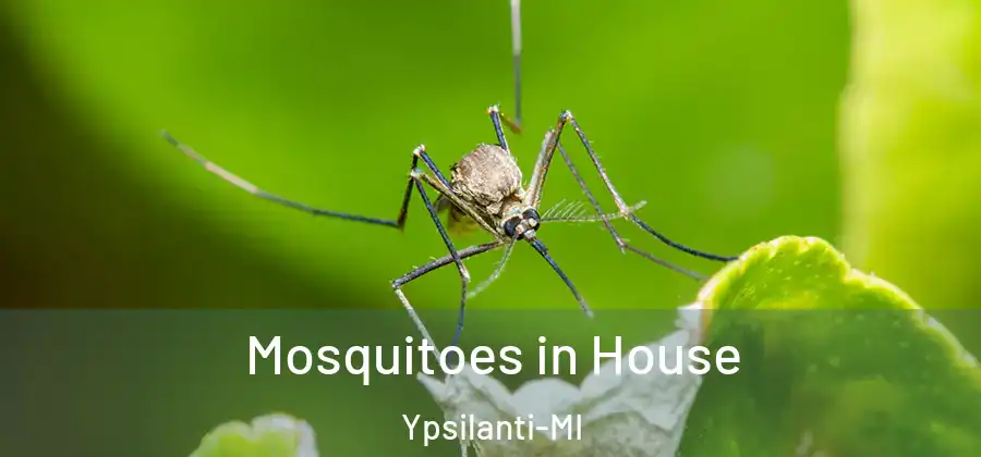  Mosquitoes in House Ypsilanti-MI