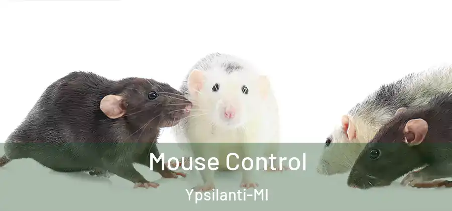  Mouse Control Ypsilanti-MI