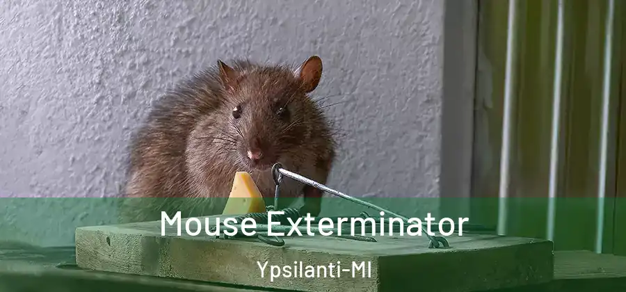  Mouse Exterminator Ypsilanti-MI