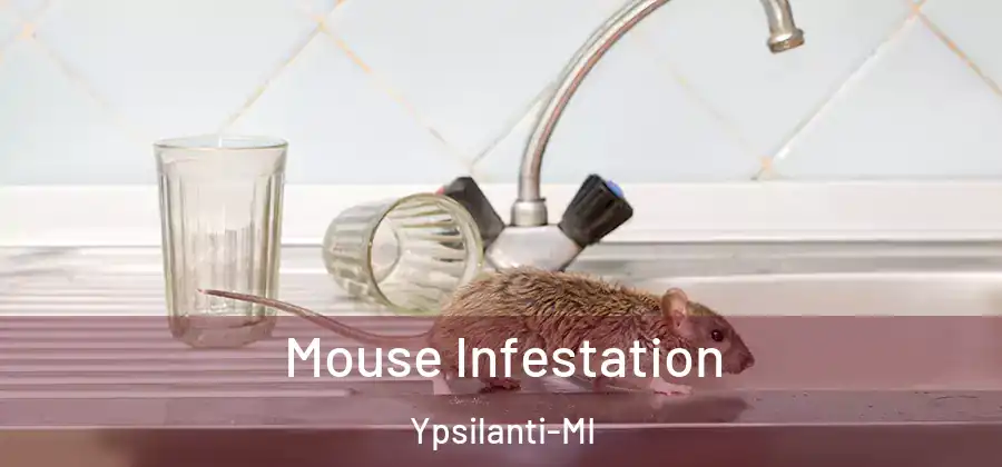  Mouse Infestation Ypsilanti-MI