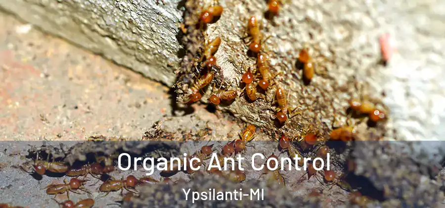  Organic Ant Control Ypsilanti-MI
