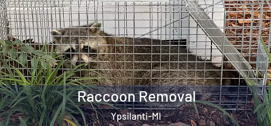  Raccoon Removal Ypsilanti-MI