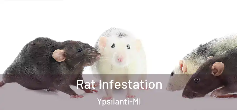  Rat Infestation Ypsilanti-MI