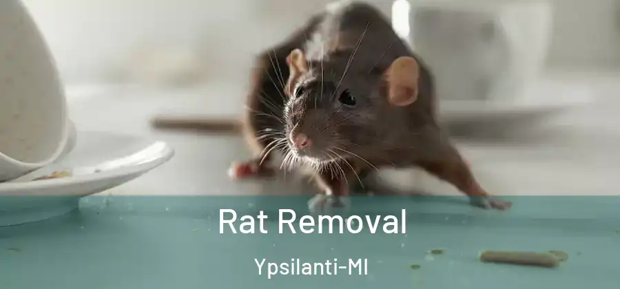  Rat Removal Ypsilanti-MI