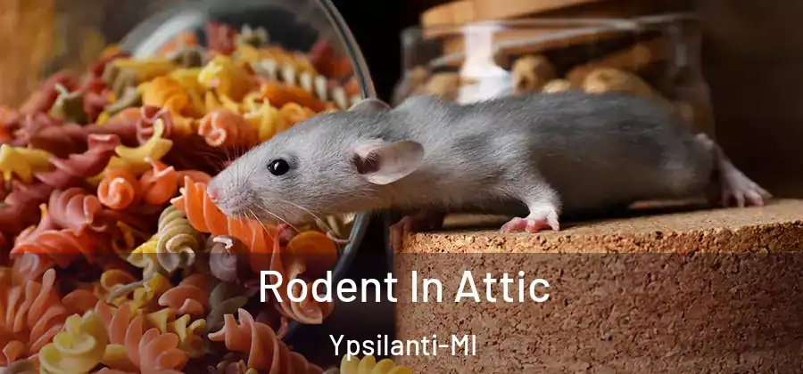 Rodent In Attic Ypsilanti-MI