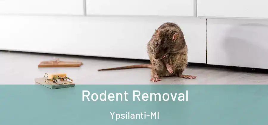  Rodent Removal Ypsilanti-MI