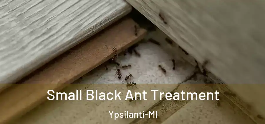  Small Black Ant Treatment Ypsilanti-MI