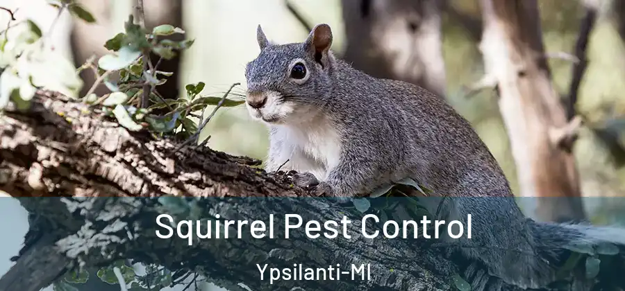  Squirrel Pest Control Ypsilanti-MI