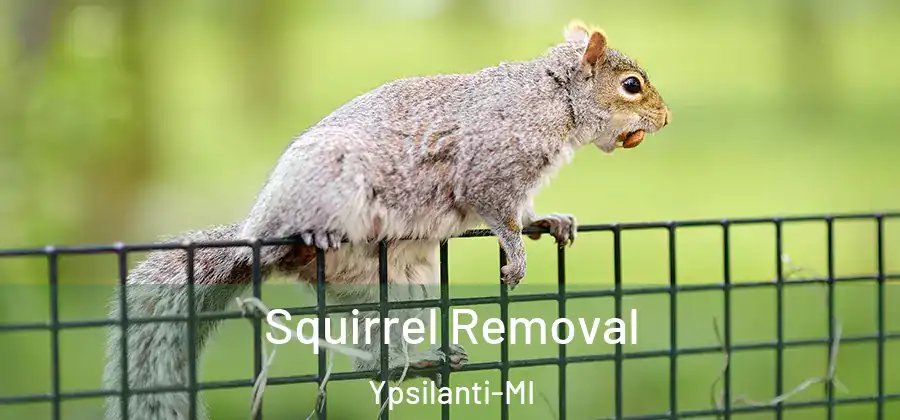  Squirrel Removal Ypsilanti-MI
