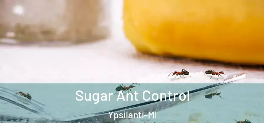  Sugar Ant Control Ypsilanti-MI