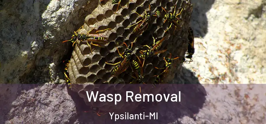  Wasp Removal Ypsilanti-MI