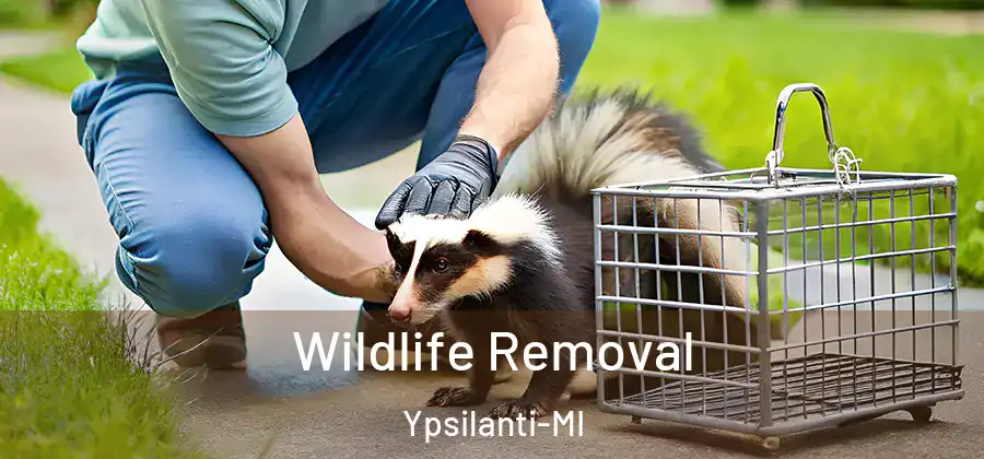  Wildlife Removal Ypsilanti-MI